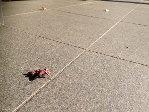 tegel als verharding